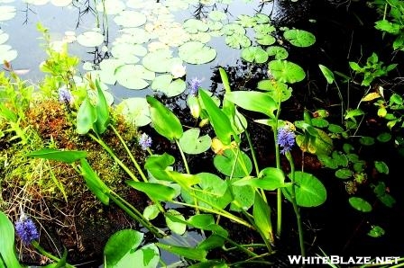 Pickerelweed and Water Lily in CT pond