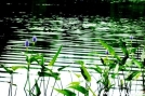 Pickerelweed (Pontederia cordata) CT pond by quicktoez in Flowers