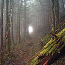 Foggy day in the Smokies