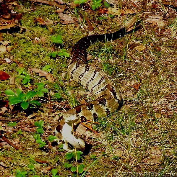 Rattle Snake