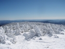 Snow trees