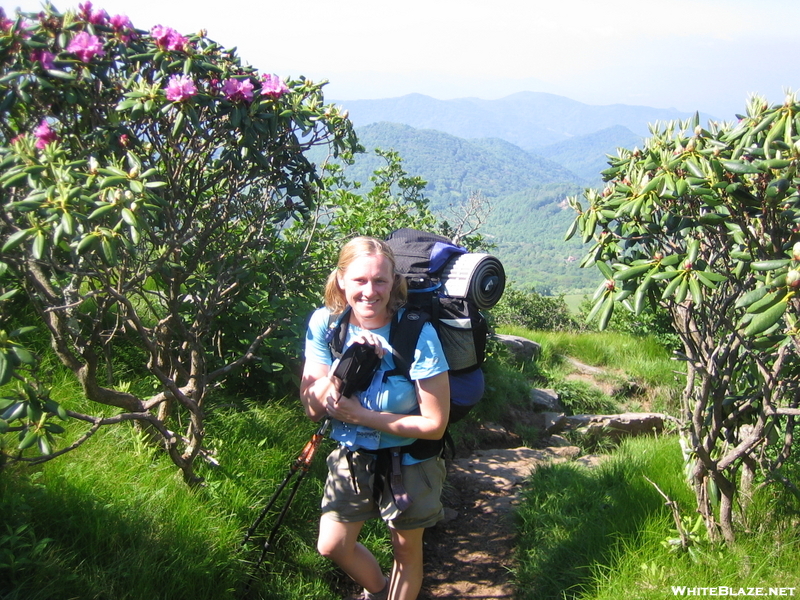 On The Balds Near Roan/carvers Gap.