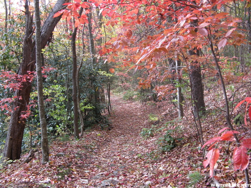 Nice Foliage On The At