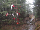 Applachian Trail Skakedown Hike..gsmnp  12/2008