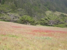 Lost Coast Trail by Bohican in Other Trails