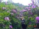 Rhododendron Jungle by kby in Day Hikers