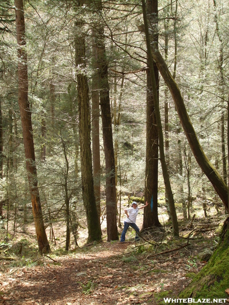 Old Growth Forest Damaged