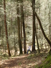 Old Growth Forest Damaged