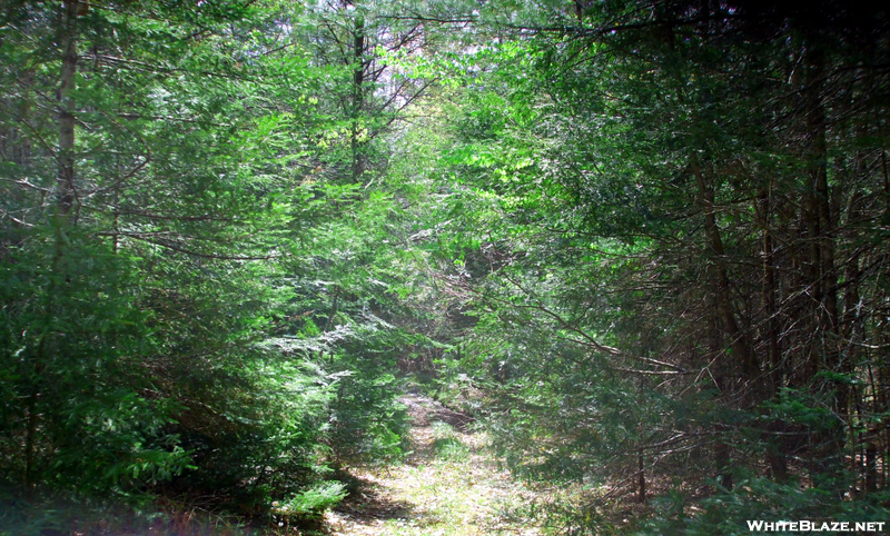 Maine Trails