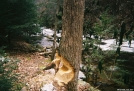 Beavers at work