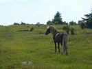 Bon Jovi Horse With Fabio Hair by Sir Evan in Trail & Blazes in Virginia & West Virginia