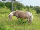 Wild Ponies On Mount Rogers by Sir Evan in Trail & Blazes in Virginia & West Virginia