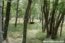 Smokey comes sniffing by mongo in Bears