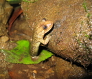 Black Belly Salamander Perched Rock