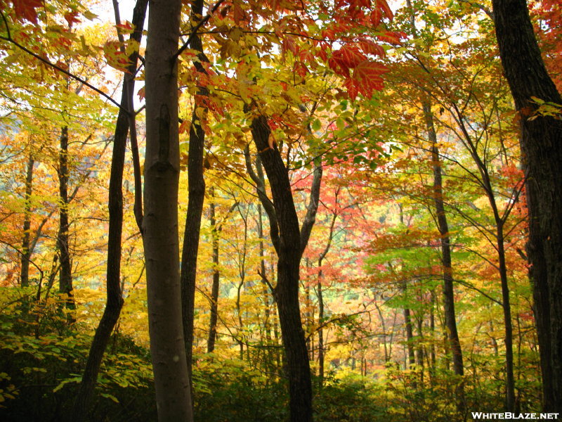 Fall Color Hike 09