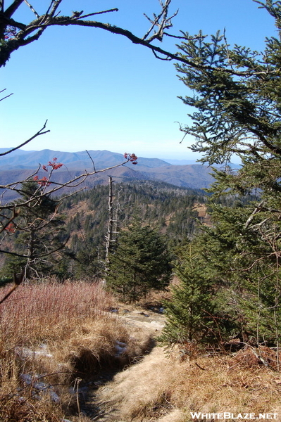 Clingman's Dome - south slope