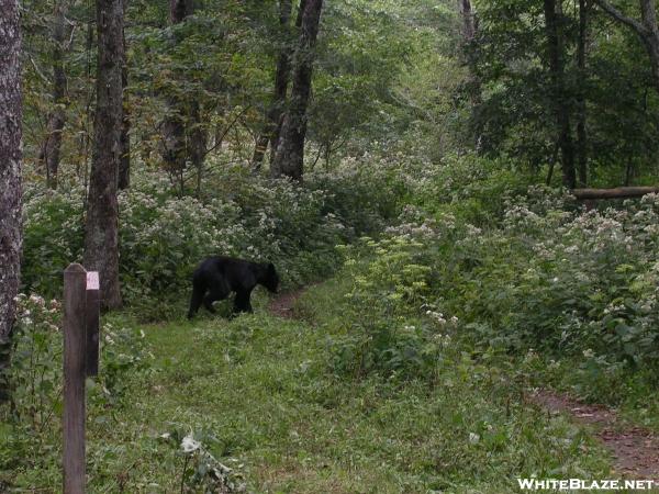 Bear at Mollie's Ridge Shelter in Smokies