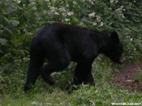 Bear at Mollie's Ridge Shelter in Smokies