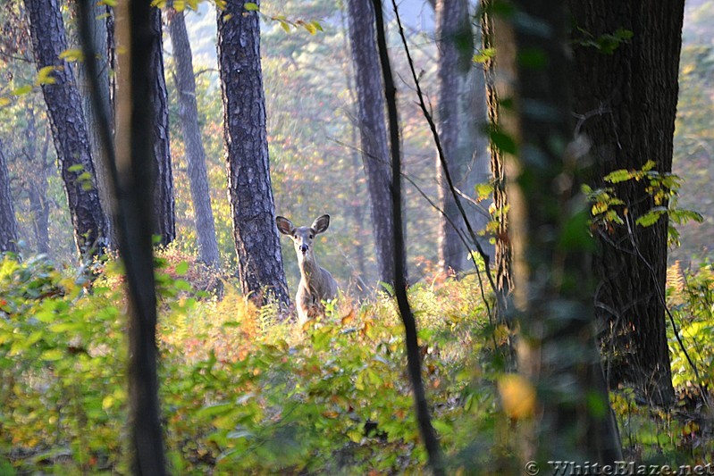 Rausch Gap Bambi