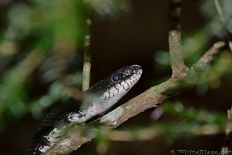 Black Rat Snake