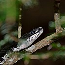 Black Rat Snake by Nasty Dog Virus in Snakes