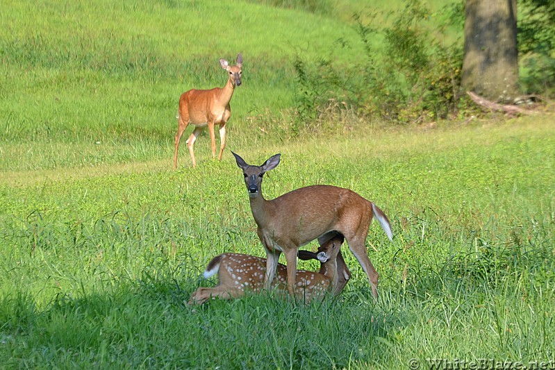 Fawn nursing