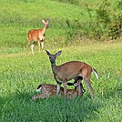 Fawn nursing by Nasty Dog Virus in Deer