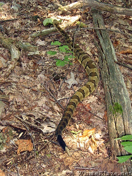 Big rattlesnake...