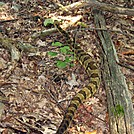 Big rattlesnake... by Nasty Dog Virus in Snakes