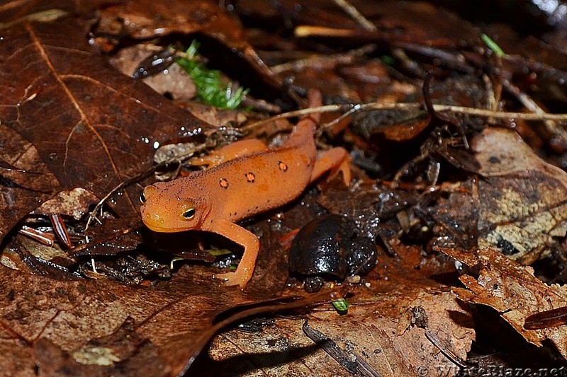 Red Spotted Newt