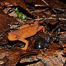 Red Spotted Newt by Nasty Dog Virus in Other