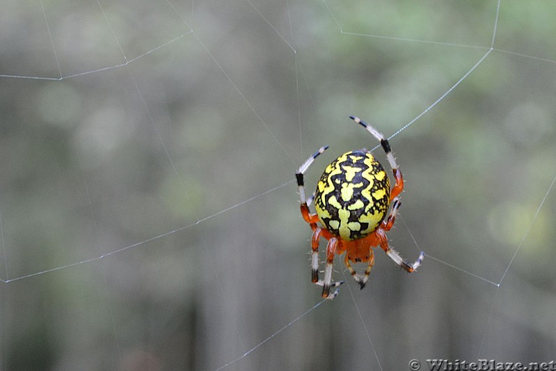 Marbled Orb Weaver