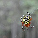 Marbled Orb Weaver by Nasty Dog Virus in Other