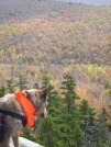 10-17-07 Peepin at fall - enroute to Hexacuba shelter by doggiebag in Views in New Hampshire