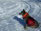 12-06-07 Aldo's got a new bag. by doggiebag in Section Hikers