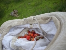 6-7-07 Wild Strawberries in a dirty floppy. by doggiebag in Views in Virginia & West Virginia