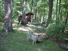 7-31-07 Toms Run Shelter ... stopped by for a snack.