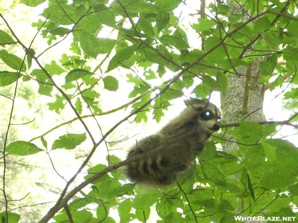 7-7-07 Baby Racoon curled up on a small tree.