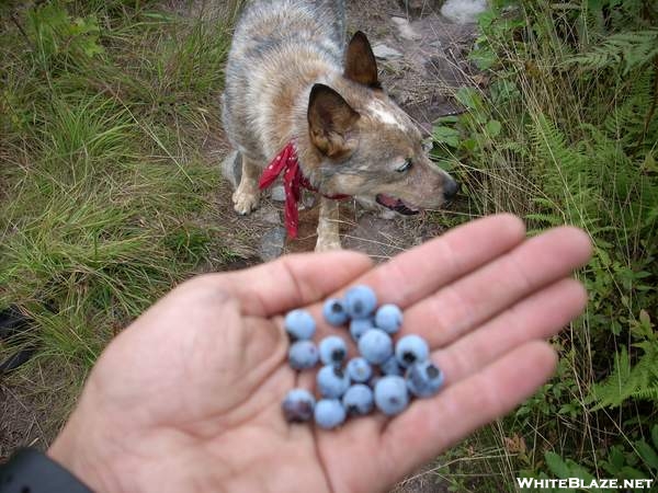 8-23-07 How am I supposed to make miles with all these blue berries?