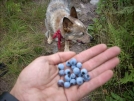8-23-07 How am I supposed to make miles with all these blue berries? by doggiebag in Views in New Jersey & New York