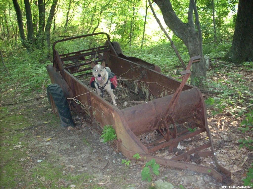 Team Doggiebag's "Aldo" on old farm equipment.