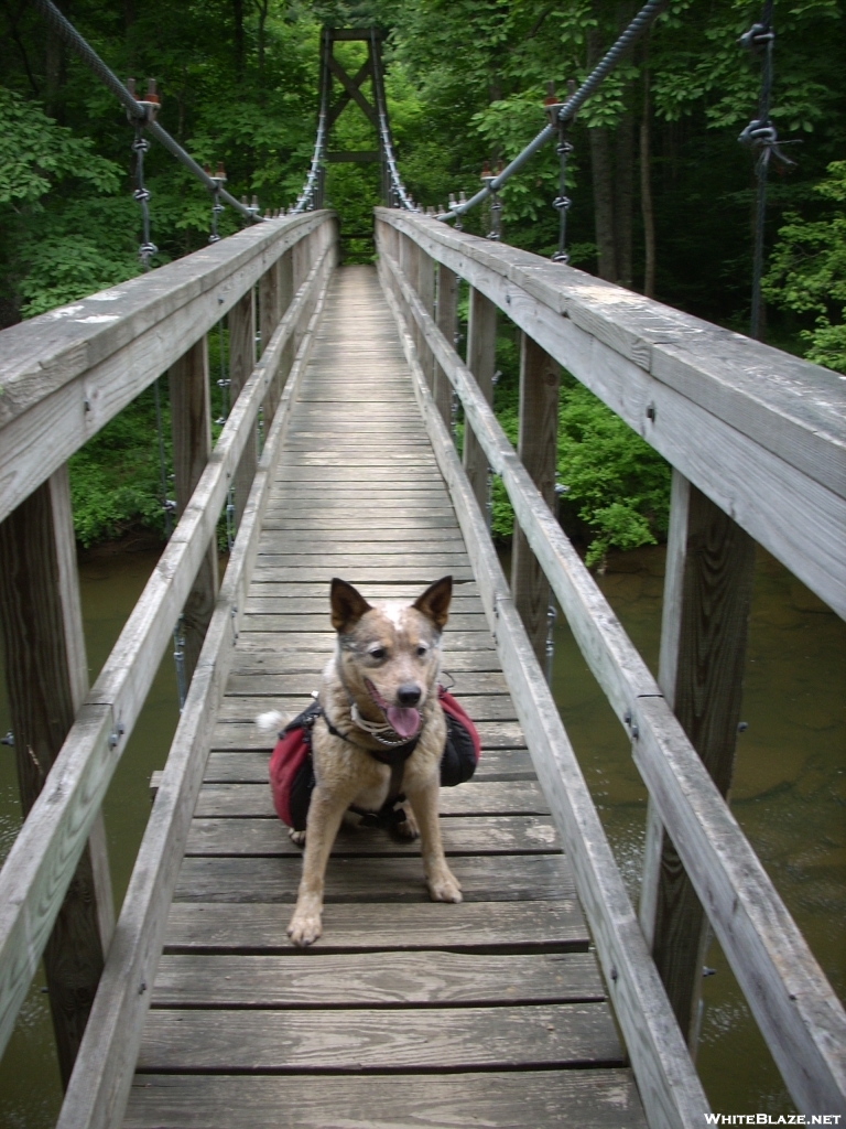 Team Doggiebag's Aldo on Kimberling Creek suspension Bridge