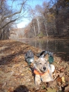 11-24-07 Great Falls, Maryland - C&O canal towpath by doggiebag in Views in Maryland & Pennsylvania