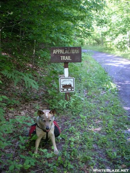 6-5-07 Creeper Trail - North of Damascus, VA