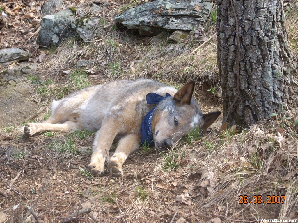 dog tired - heading to Woody Gap.