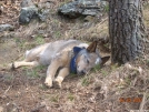 dog tired - heading to Woody Gap. by doggiebag in Thru - Hikers