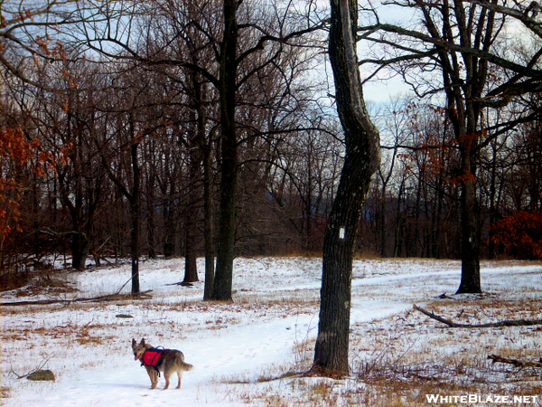 1/19/08 Sky Meadows - Trail Scene