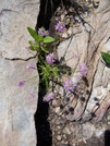 Linville Gorge, N.C. by GrouchoMark in Other