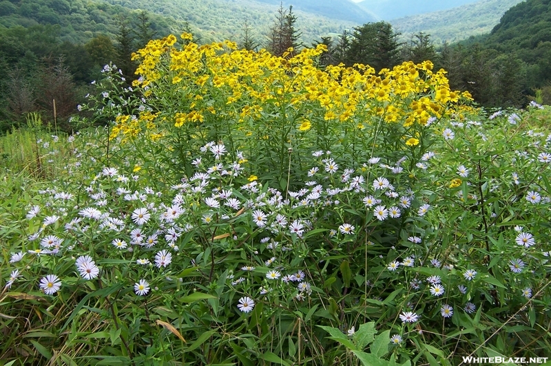 Roan Highlands/Hampton Creek Cove Natural Area, Tennessee