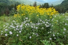 Roan Highlands/Hampton Creek Cove Natural Area, Tennessee by GrouchoMark in Trail & Blazes in North Carolina & Tennessee